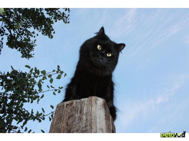 Пропала Кошка, самец, регион: Пермь Пермский край, телефон: 89111290536 Алла Доска объявлений о животных