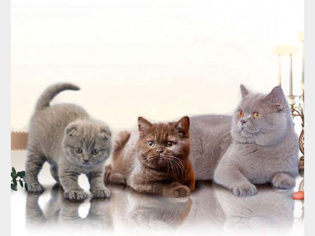http://images.petovod.ru/2013/01/24/135904231809.jpg