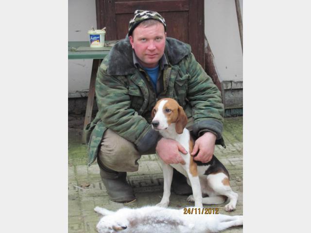 Гончая когда вязать Гончая когда вязать