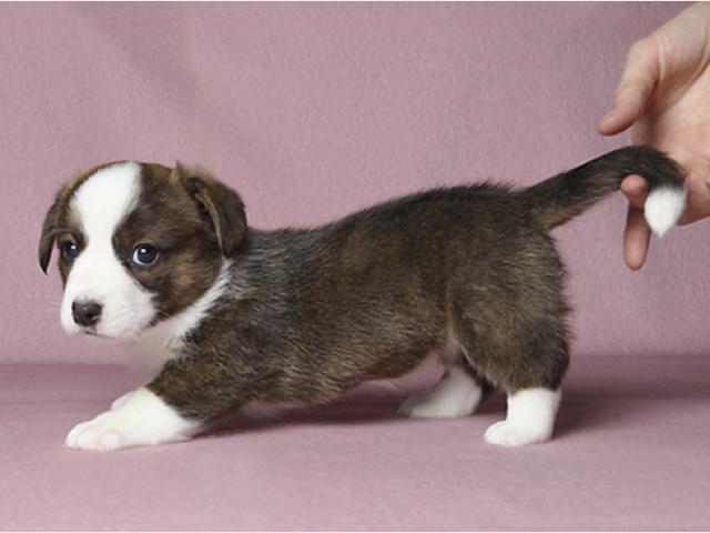 Корги Кардиган В Москве