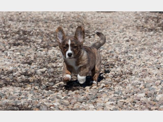 Корги Кардиган В Москве