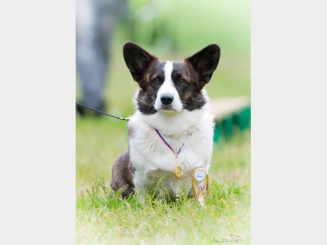 Корги Кардиган В Москве