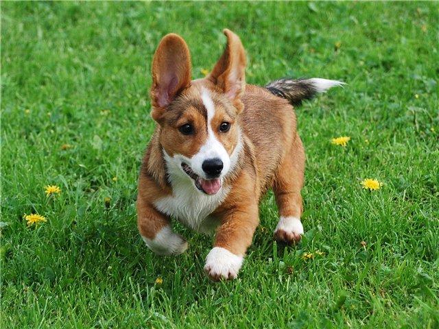 Корги Кардиган В Москве