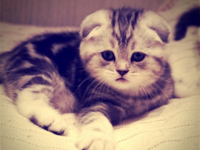 Сумки для кошки своими руками Сумки для кошки своими руками