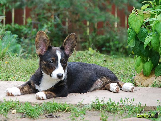 Корги Кардиган В Москве