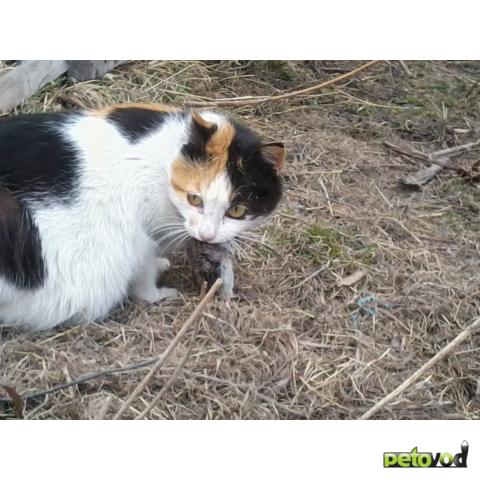 кошки породы ловят мышей кошки породы ловят мышей