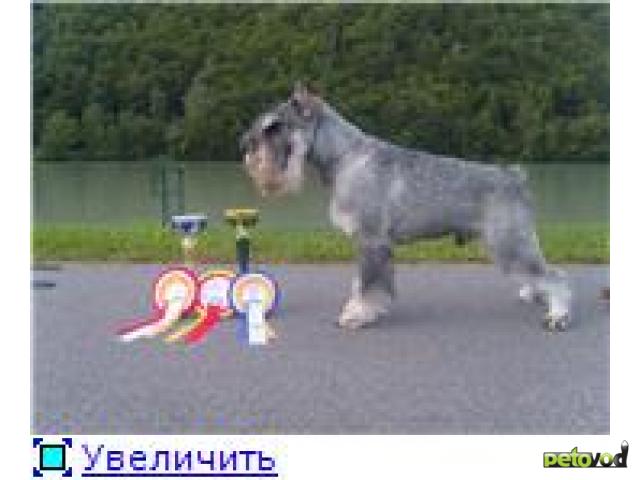 http://images.petovod.ru/photos/133102301201.jpg