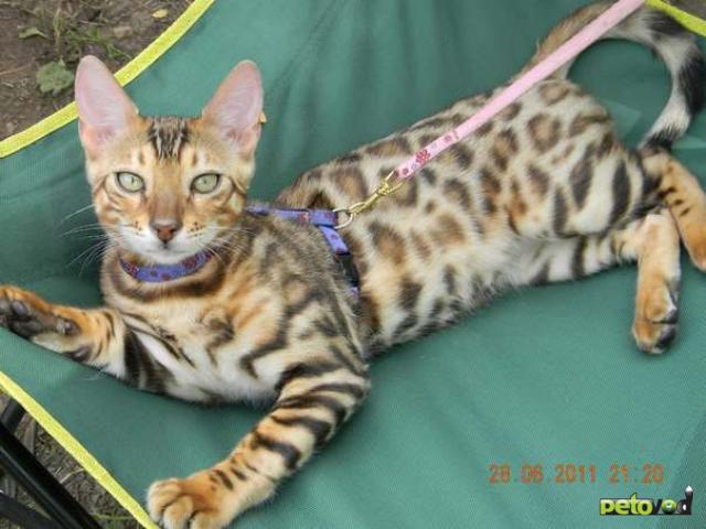 Помесь бенгальской кошки фото