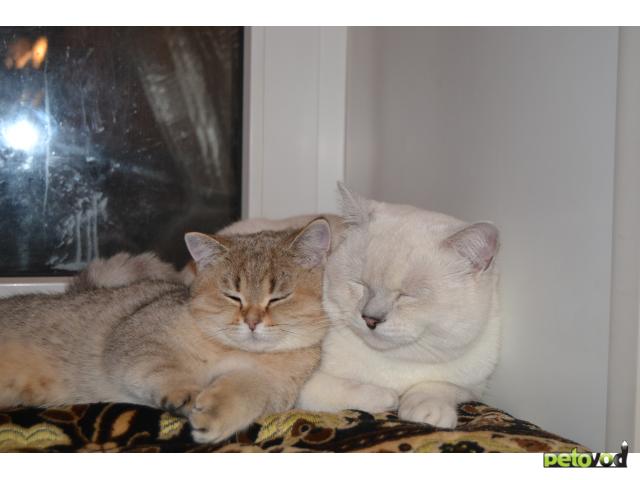 Вязка: Кот британская серебристая шиншилла для вязки фото2
