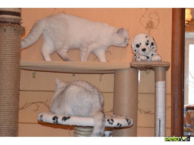 Вязка: Кот британская серебристая шиншилла для вязки фото3