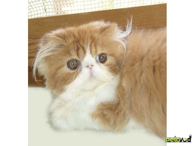 Продаю: Персидские кошки Pet-Breed  фото2