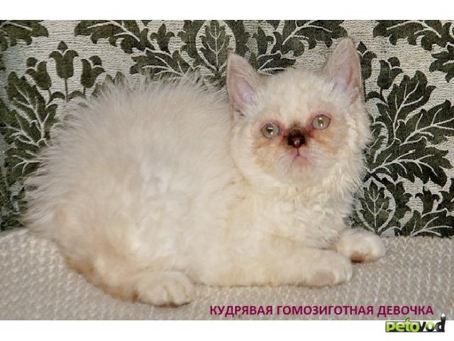 Продаю: Селкирк-рекс (кошки-овечки) котята кудрявые  фото2