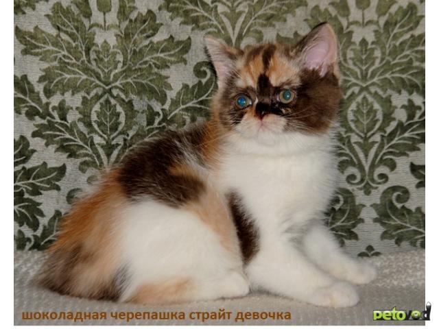 Продаю: Селкирк-рекс (кошки-овечки) котята кудрявые  фото3