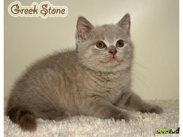 Продаю: Британские котята из питомника "Greek Stone" фото2