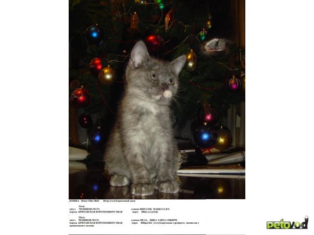 Продаю: БРИТАНСКИЕ перспективные котята фото2
