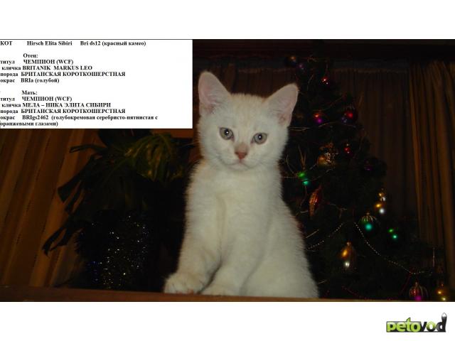 Продаю: БРИТАНСКИЕ перспективные котята фото3