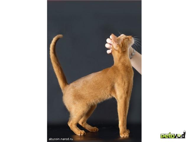 Продаю: Абиссинская кошечка и взрослый кот фото2