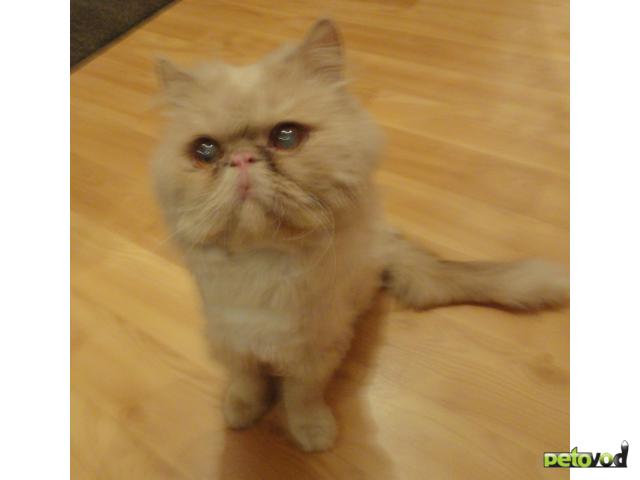 Отдам в дар: Найден персидский кот, отдадим фото2