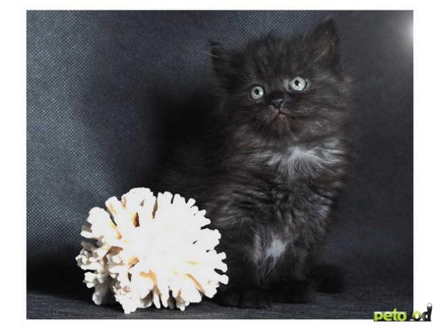 Продаю: Сибирские котята из питомника "Vanilla Sky" фото2