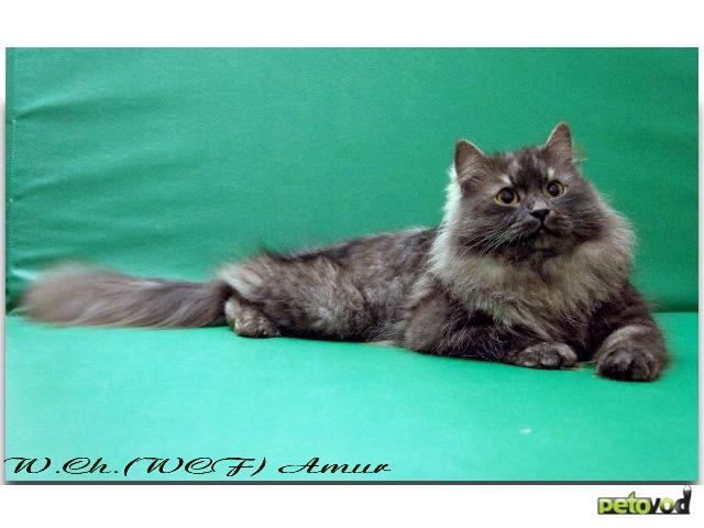 Продаю: Сибирские котята из питомника "Vanilla Sky" фото3