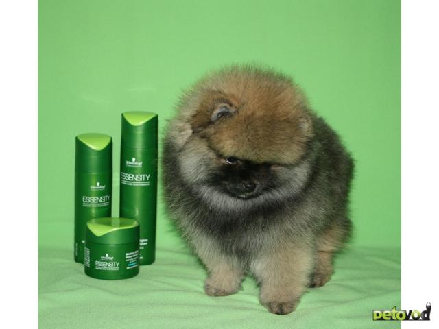 Продаю: Высокопородный щенок померанского шпица фото3