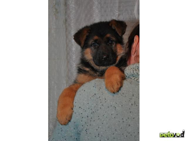 Продаю: Очаровательный щенок немецкой овчарки ждет хозяина фото3