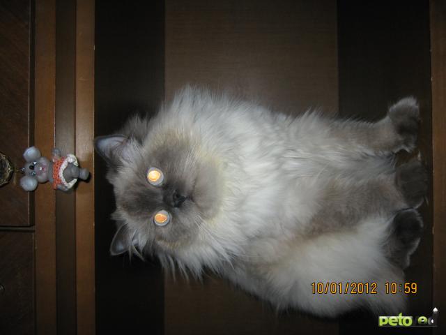 Вязка: Ищу невского маскарадного кота для вязки  фото3