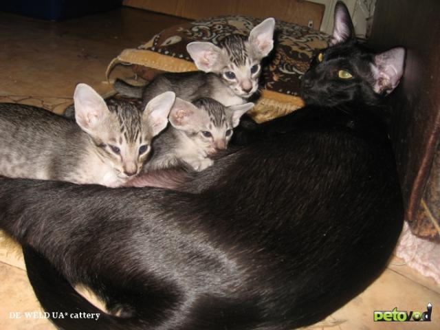 Продаю: Ориентальные и сиамские котята фото2