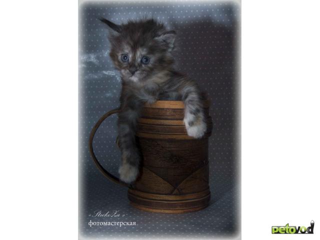 Продаю: Элитные чистокровные котята мейн-кун из питомника фото2