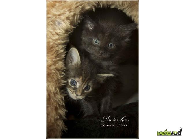 Продаю: Элитные чистокровные котята мейн-кун из питомника фото3