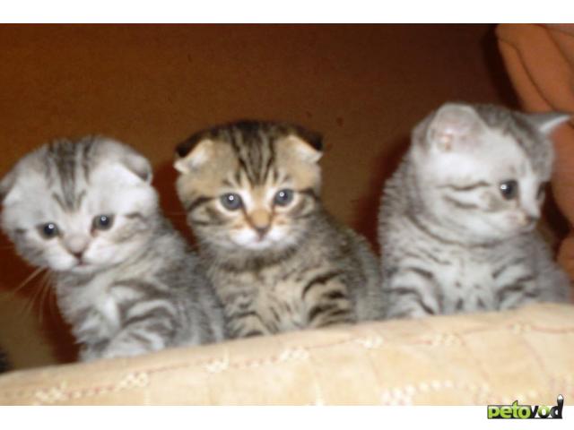 Продаю: Шотландские котята фолды и страйты Мальчики фото2
