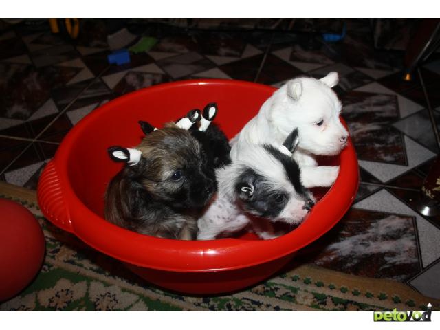 Продаю: тся щенки китайской хохлатой (паудер-пуф) фото2