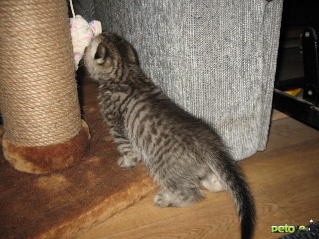 Продаю: Шотландский вислоухий котик с родословной Саранск фото2