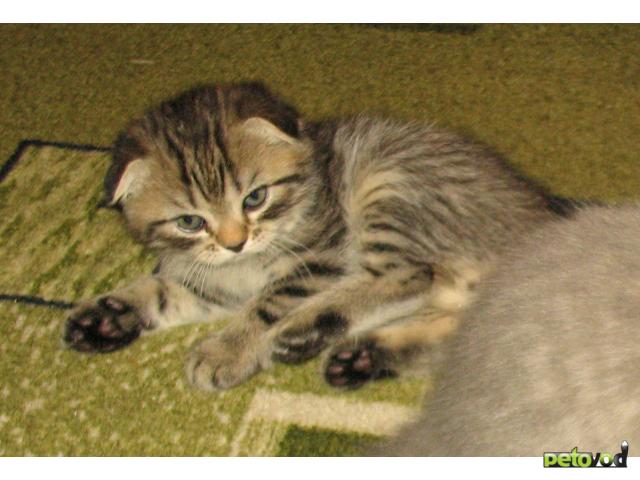Продаю: Шотландский вислоухий котик с родословной Саранск фото3