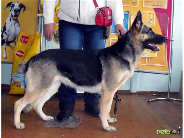 Продаю: Восточноевропейская овчарка щенки от рабочих собак фото2