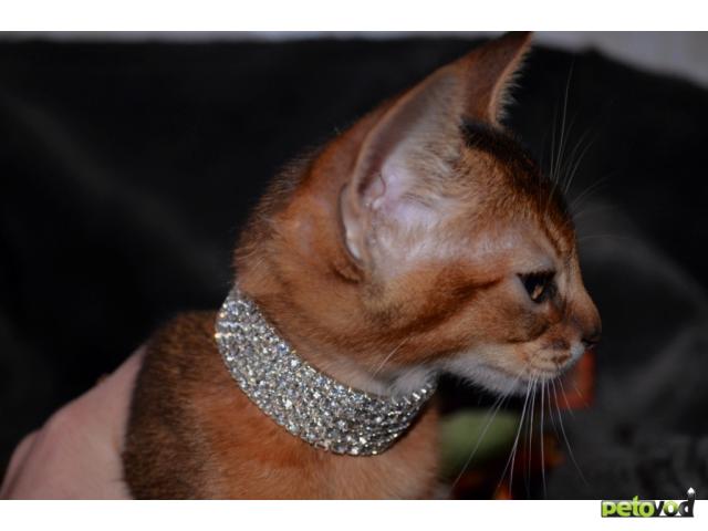 Продаю: Абиссинские котята фото3