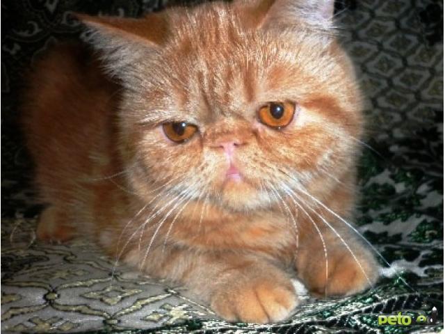 Продаю: Экзоты Подрощенные котята короткошерстные фото2