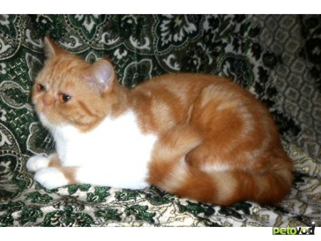Продаю: Экзоты Подрощенные котята короткошерстные фото4