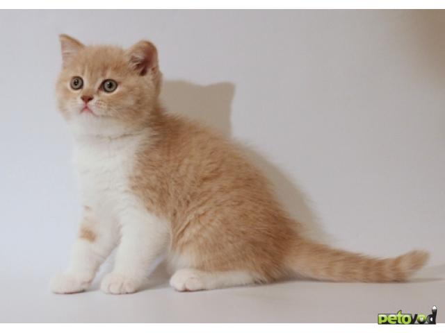 Продаю: Шотландские котята, питомник "Colorit" фото2