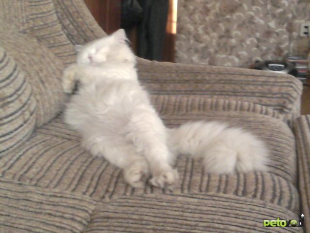 Потерялся/Нашелся: Потерялся белый пушистый кот фото2