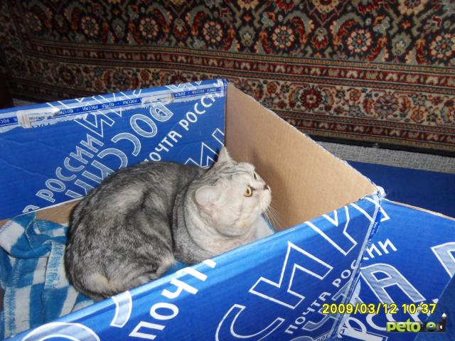 Продаю: Мраморный британский котик фото4