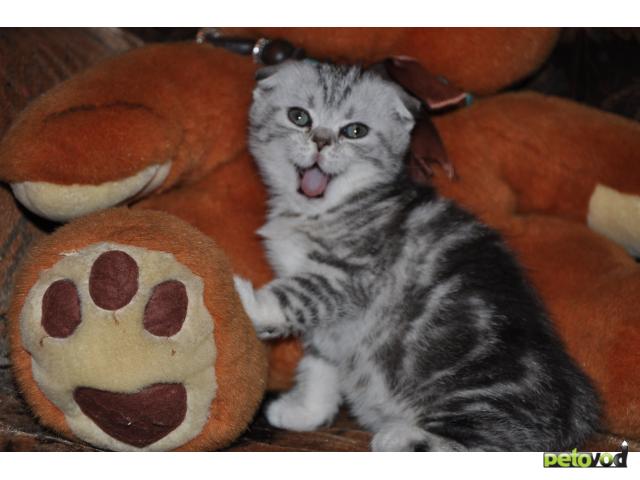 Продаю: Очаровательные шотландские вислоухие котята фото2