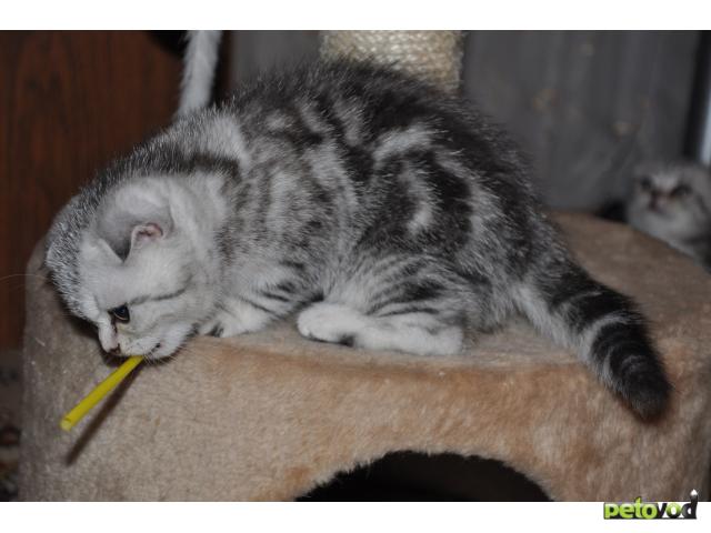 Продаю: Очаровательные шотландские вислоухие котята фото3