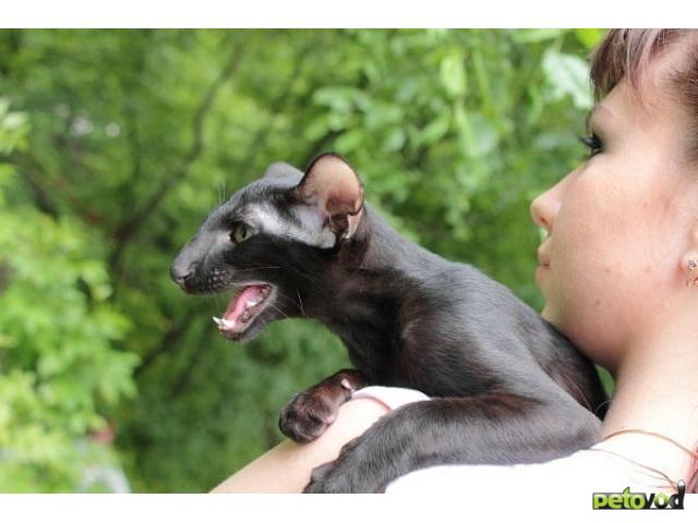 Вязка: Вязка, черный ориентальный кот, импорт Германия фото2