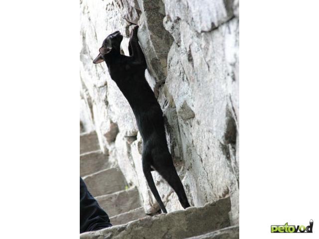 Вязка: Вязка, черный ориентальный кот, импорт Германия фото3