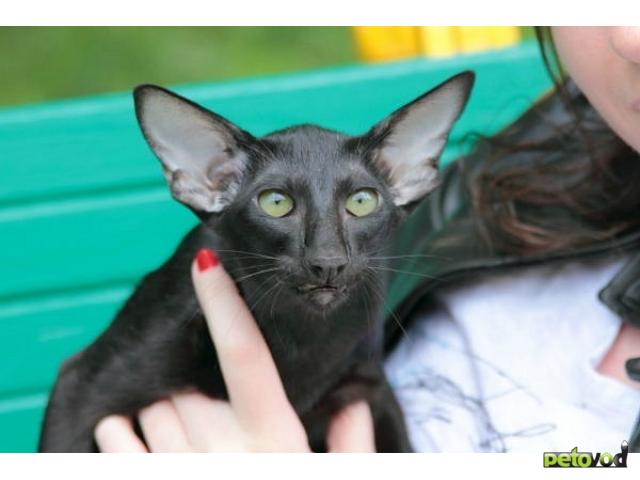 Вязка: Вязка, черный ориентальный кот, импорт Германия фото4