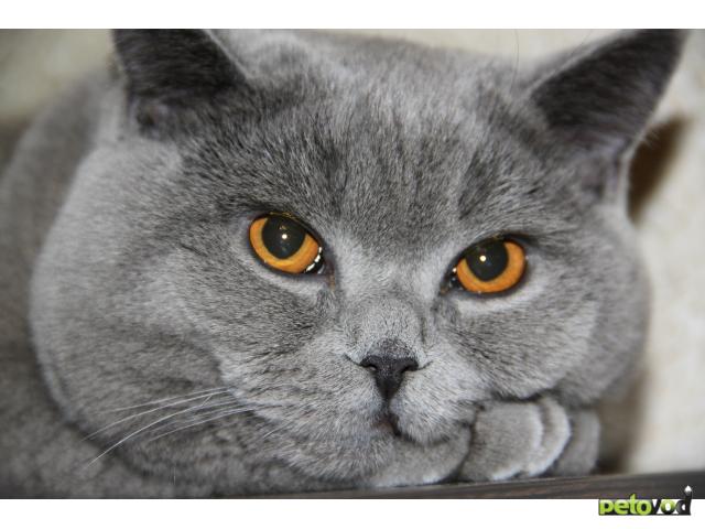 Вязка: Предлагается к вязке британский кот фото3
