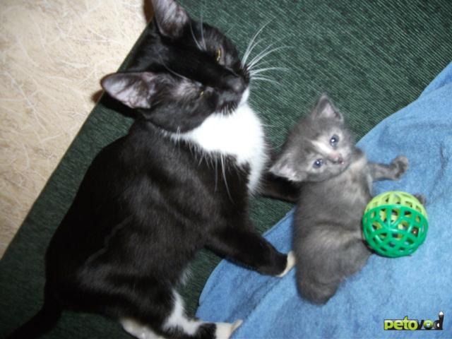 Отдам в дар: Отдам в дар котёнка серого окраса (девочка) фото3