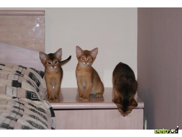 Продаю: Абиссинские котята фото2