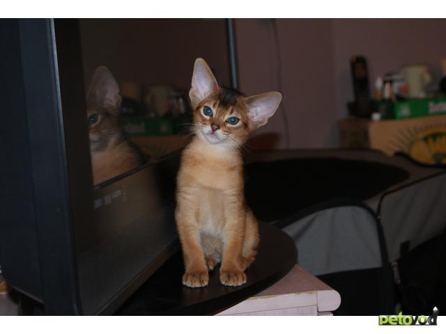 Продаю: Абиссинские котята фото3
